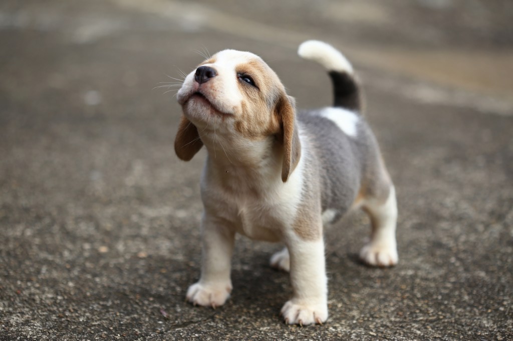 cachorro desparasitación