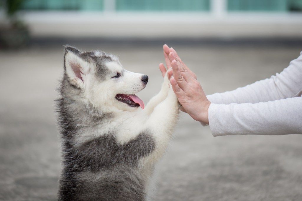 perro parasitos