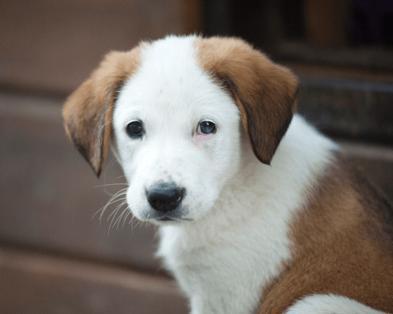 perro leptospirosis