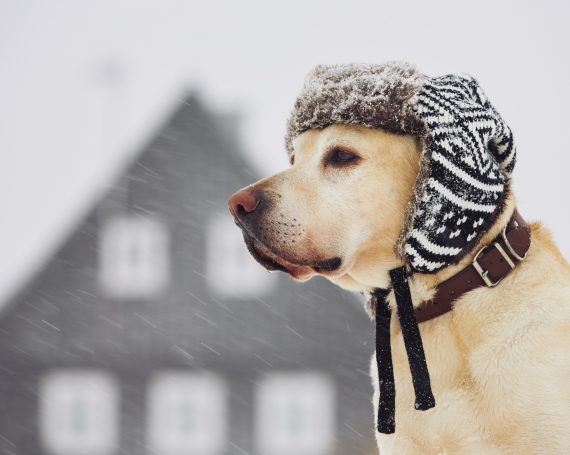 perro en el frío con gorro