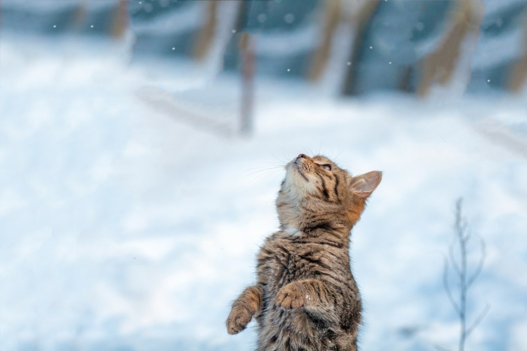 gato invierno