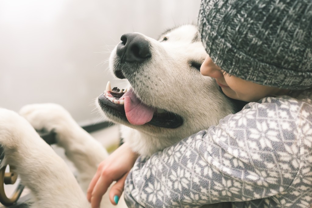 perro invierno