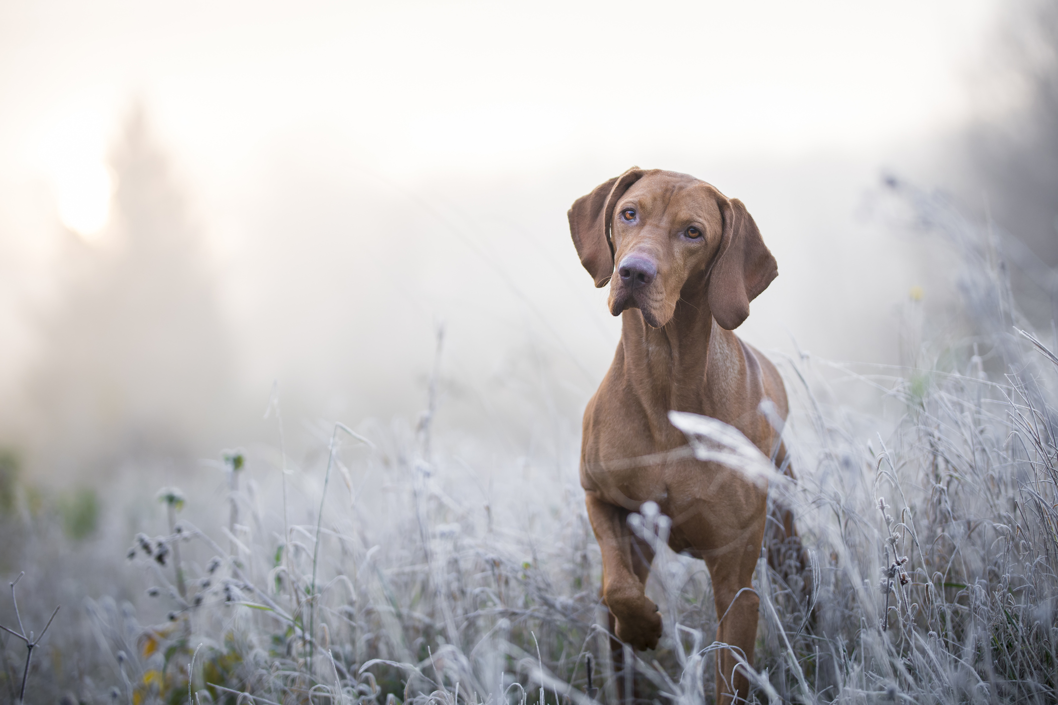 cuidado perro invierno