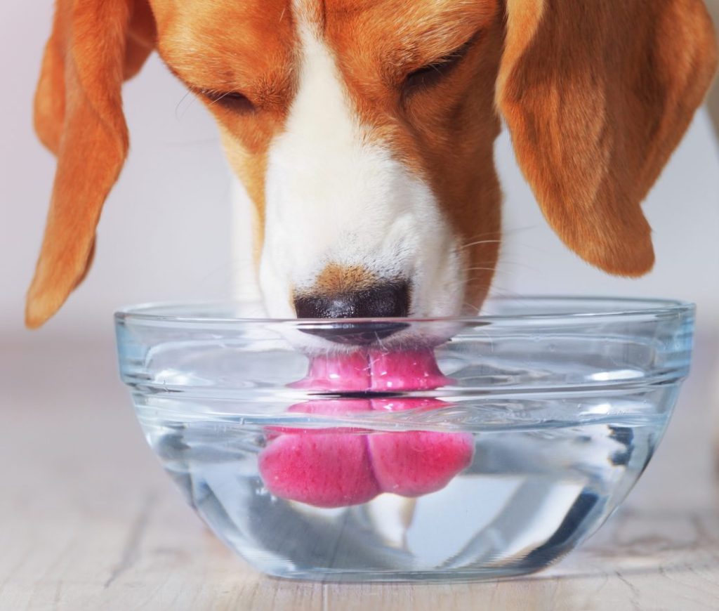 perro tomando agua