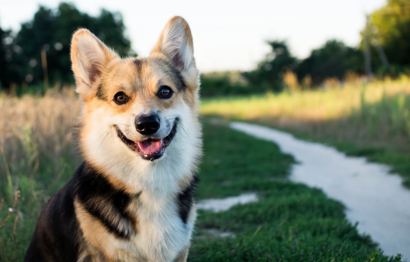 cuidadores para perro en el bosque