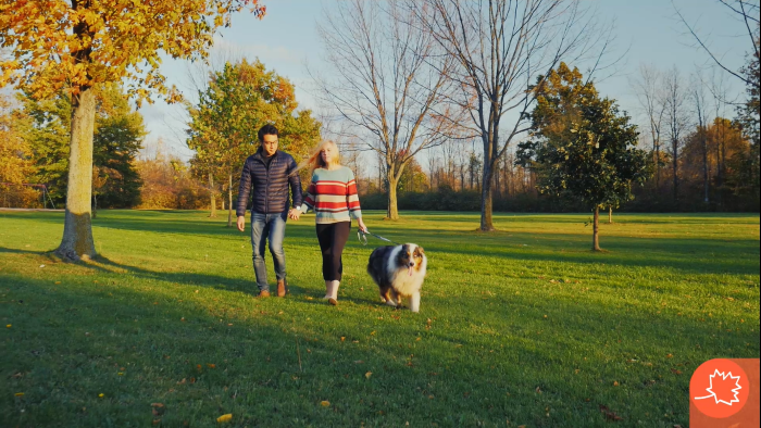 otoño perros