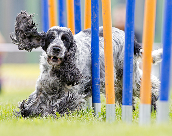 deportes de invierno y perro