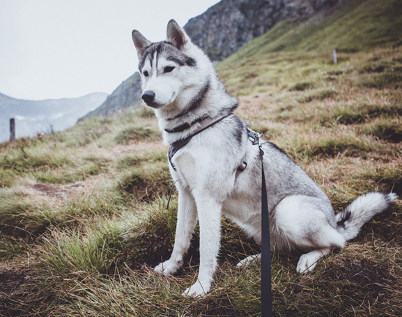 skijorking y perro