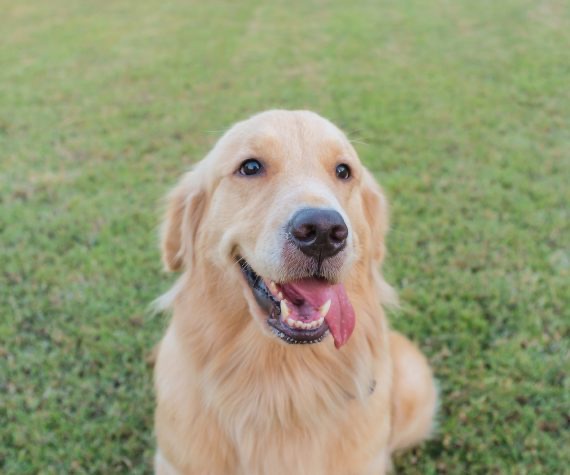 Diabetes canina perro naranja