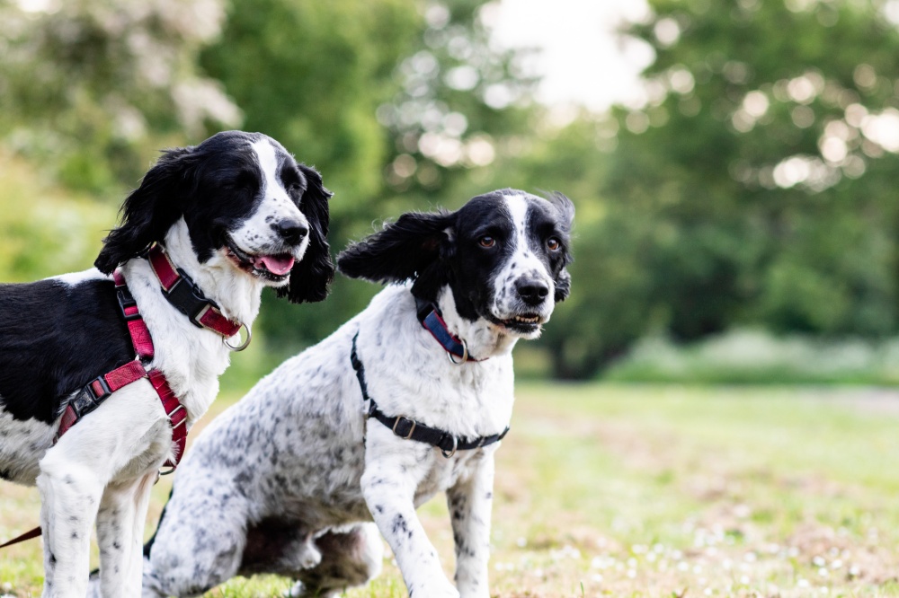 Diabetes canina perros blancos y negros