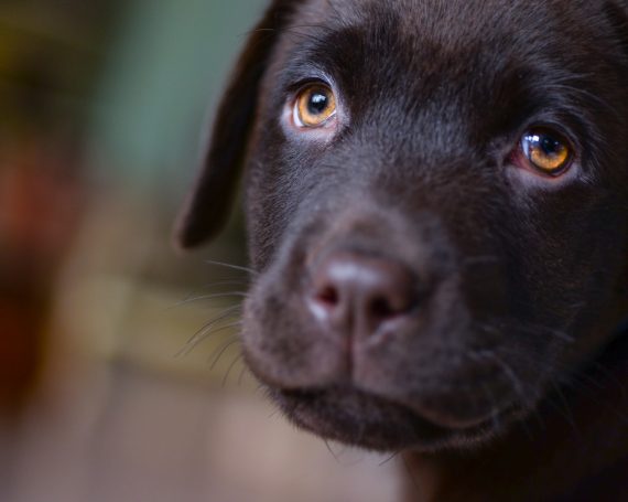 cachorro perro triste