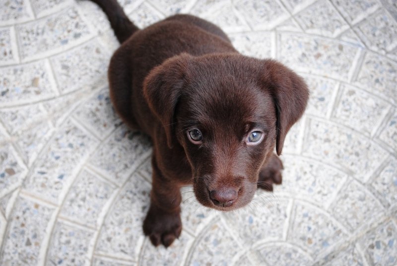 cachorro perro nos mira