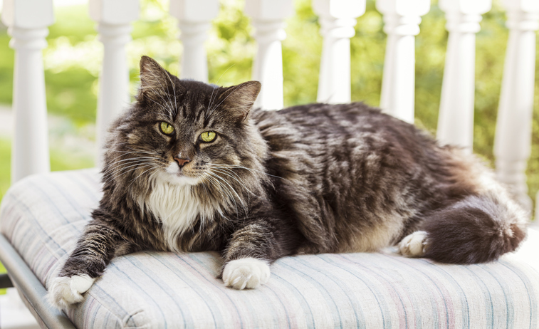 Maine Coon tumbado