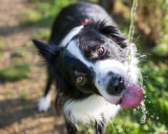 golpe de calor perro y agua