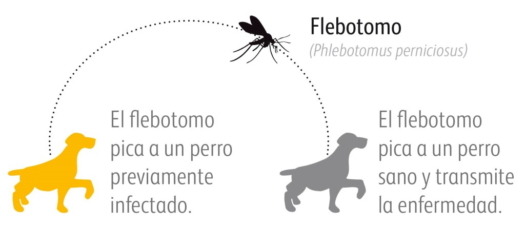 flebotomo en perros