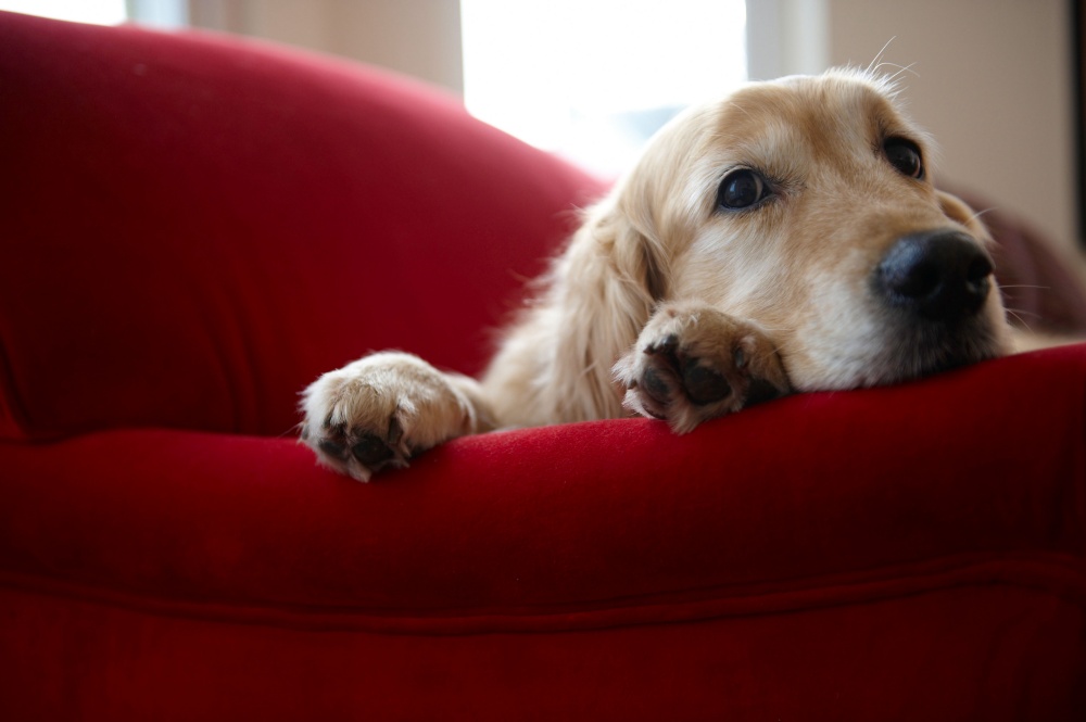 sofa perro