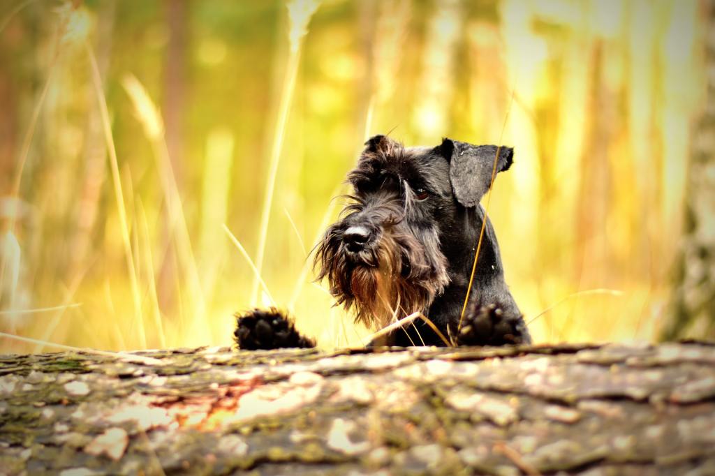 cachorro en el bosque