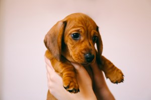 Dachshund