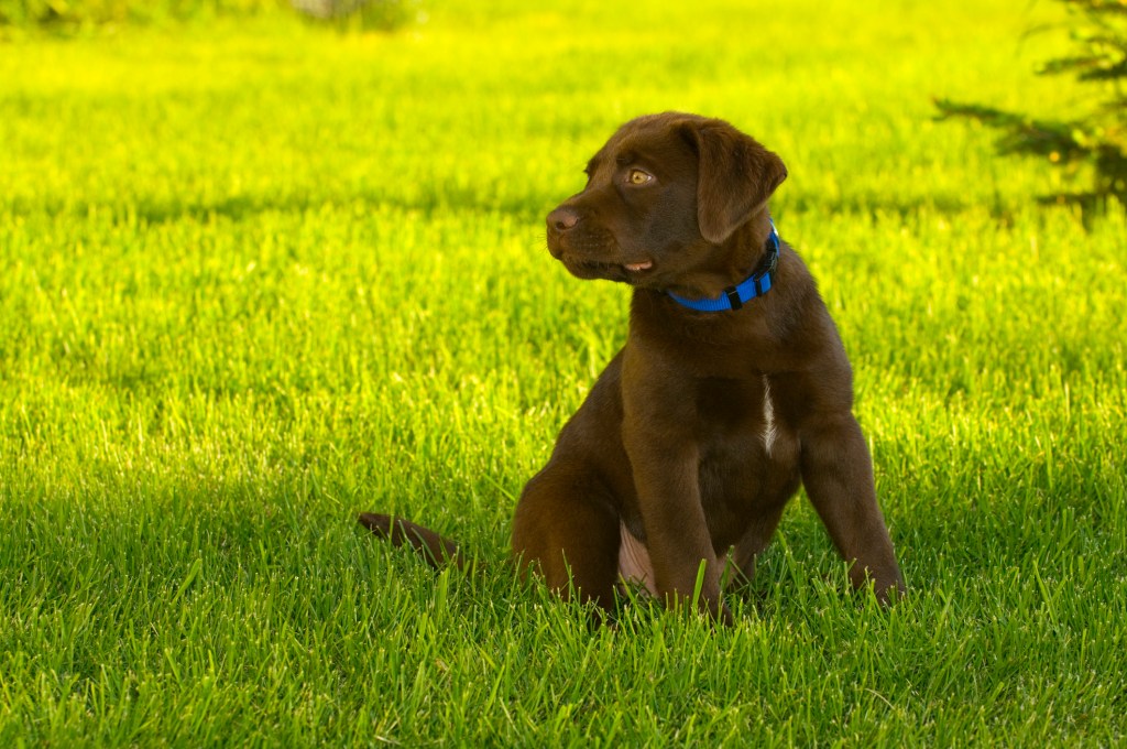 cachorro muerde en el prado