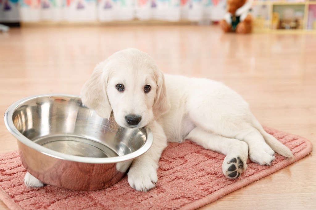 cachorro blanco con bowl 