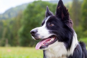 border collie