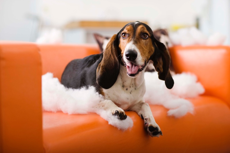 cuidadores para perro en sofá