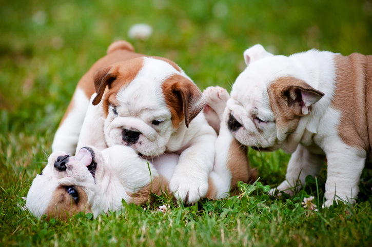 cachorros que se  muerden