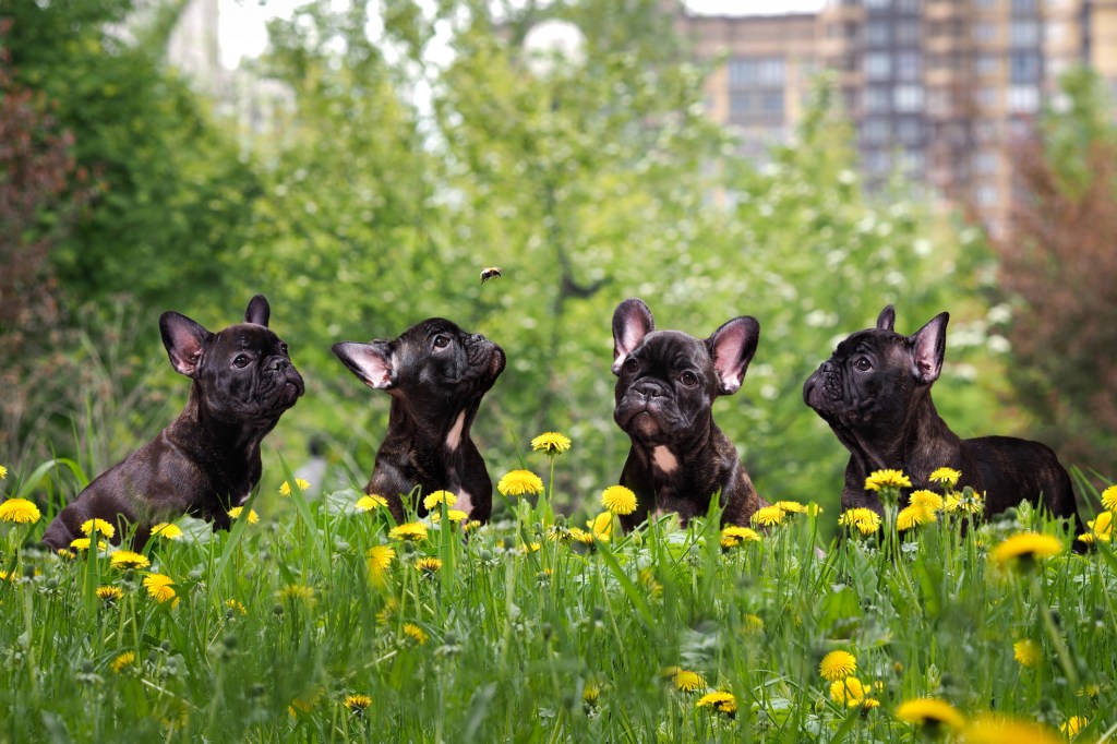 4 Bulldog Franceses