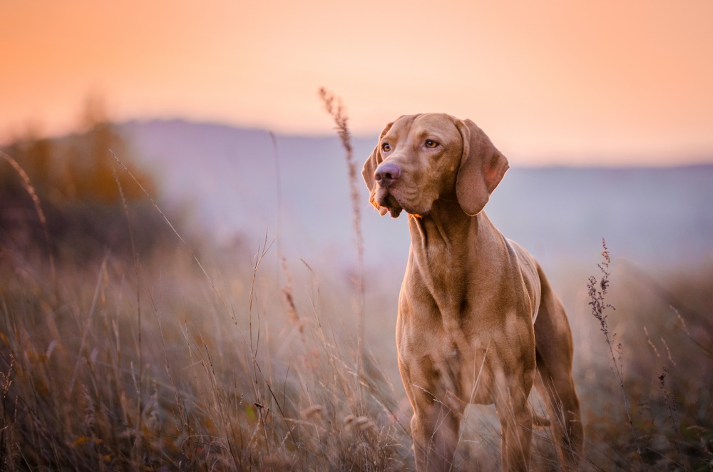 otitis en perro marrón