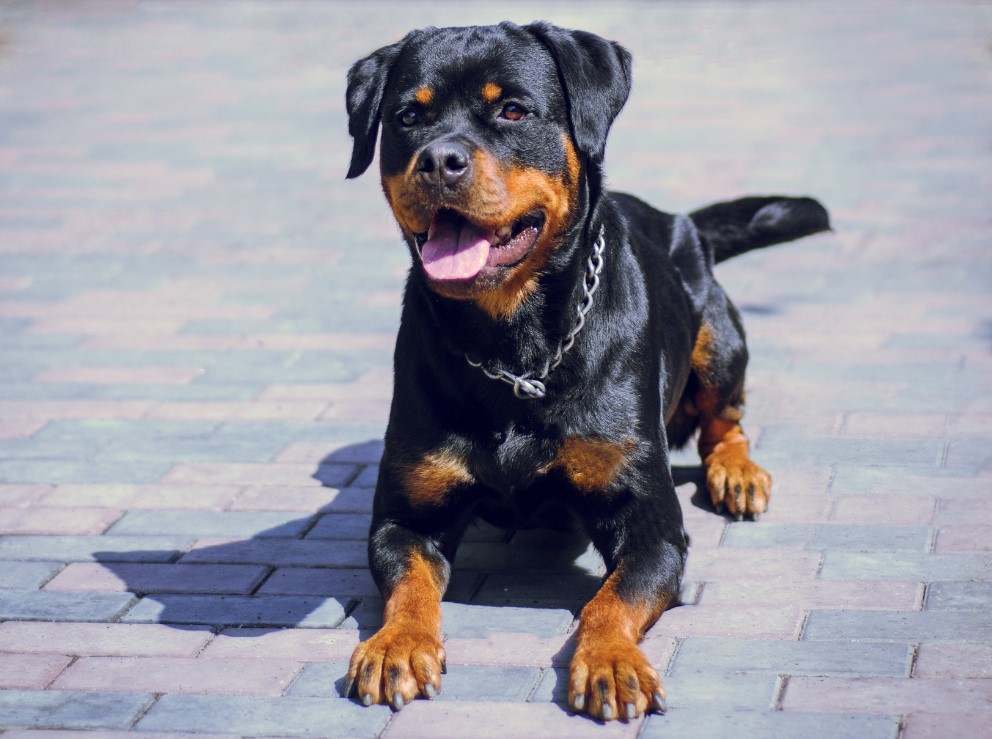 Rottweiler en el suelo