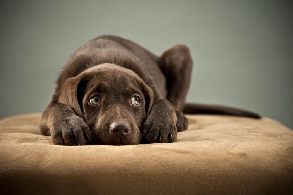 otitis en perro que descansa