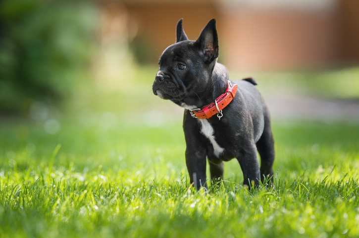 otitis en perro negro