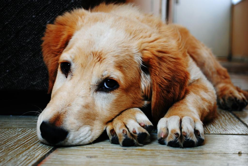 residencia para perro naranja