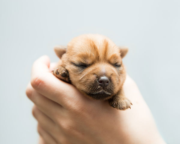 cachorro recién nacido