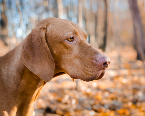 cuidados perro otoño