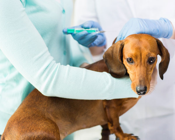 Perro en el veterinario