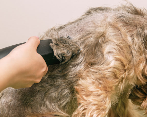 cortar pelo perro