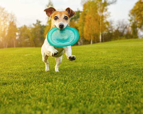 deportes perros