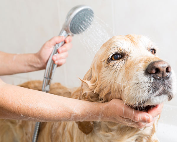 baño para perros