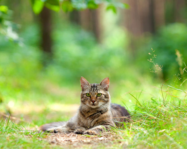 pulicosis gatos