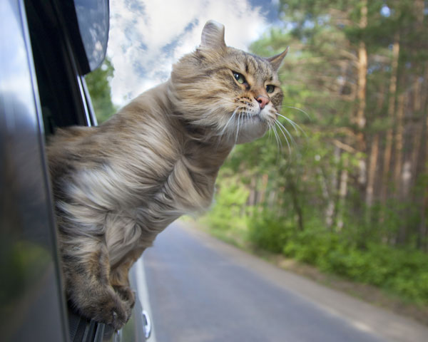 gato en el carro