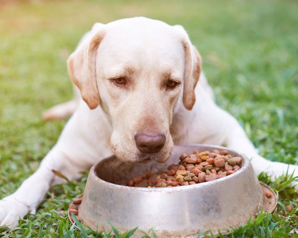 perro comiendo