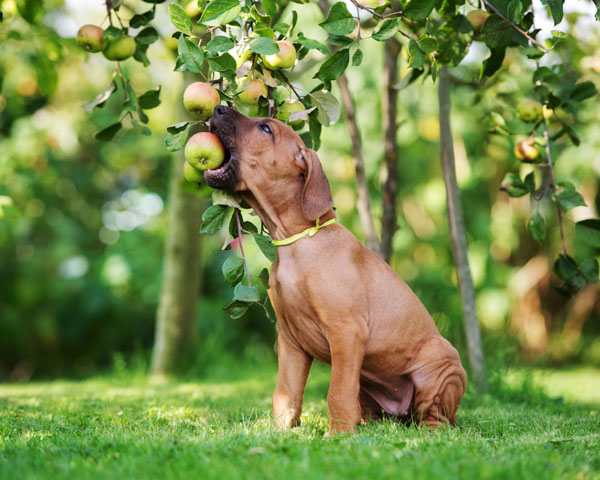 perro manzana