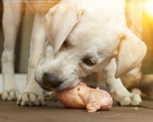 comer carne perros