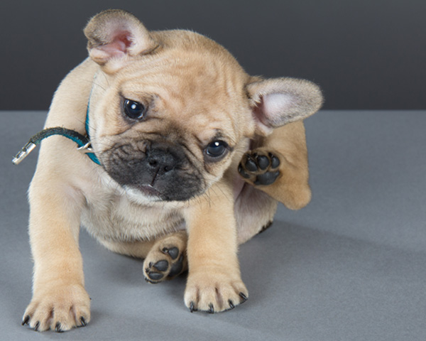 pulgas en el cachorro