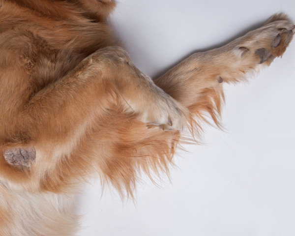 perro se rasca sus patas