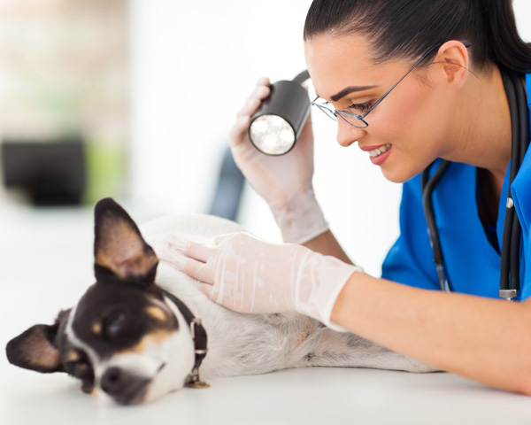 perro se rasca en veterinario