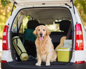 carro con perro