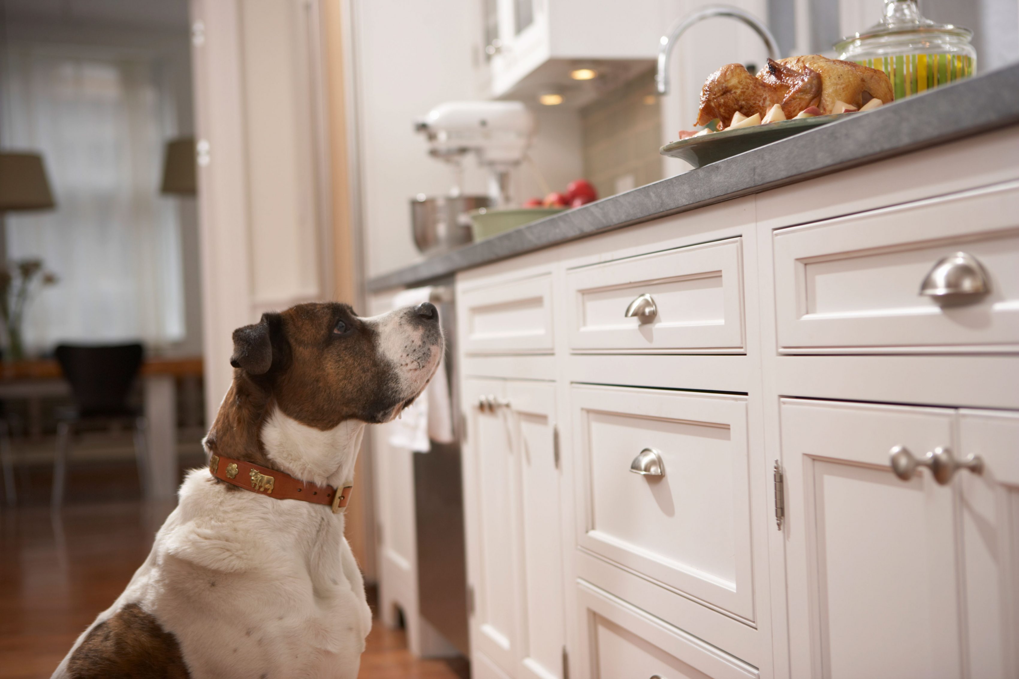 hora de la comida perros