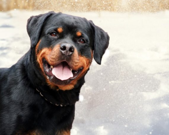 Rottweiler 